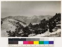 Lodgepole pine near summit of Mt. San Antonio