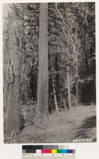 Interior views of white fir, bigcone spruce type. Associates: coast live and canyon oak, north slope of Boucher Hill. Understory species:Ceanothus spinosus palmeri, Rhus diversiloba, Ceanothus oliganthus and Symphoricarpos sp.. Same as 265845