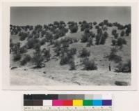 Two miles NW of Winslow. Grass-shrub open shrub type. Associated species: Ceanothus cuneatus, Avena barbata, Bromus mollis. Glenn County