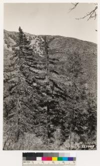 North of Big Pine. Taken to show the interesting association of bigcone spruce, sugar pine and Coulter pine. Arctostaphylos glandulosa is understory species. North slope is within the 1933 Indian Canyon fire. Assoc species: canyon oak