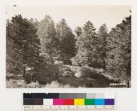 Cedar Mountain, Alameda County. Shows stand of Dutton Cypress. Same as No. 286529