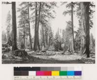 One half mile south of Graeagle. Selectively logged private land. Note that most of sugar and ponderosa pine has been removed leaving reserved stands of Douglas fir and Incense cedar