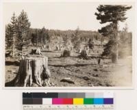 Carson Quadrangle, Nevada. Lodgepole flat cutover in 1870's. This low site area supports a scattered stand of Pinus contorta var. murrayana now