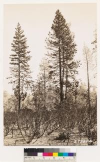 Woodland chaparral type with scattered ponderosa pine individuals. Tree at left is 19.3" DBH, 78' high and 74 years old, indicating a site index of 50+. Woodland trees of Digger pine, black oak, interior live oak and Douglas oak; chaparral of Arctostaphylos viscida, Ceanothus tomentosa, and Rhus diversiloba