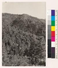 Looking south at north slope of Miller Canyon. Note coulter pine and Abies venusta scattered throughout dense woodland type. (Tanbark oak, Madrone, Canyon live oak, and California laurel.)