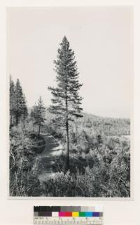 1 and 1/2 miles SW of Robinson Hill. Large immature ponderosa pine. Butte Co