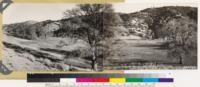 Panorama looking south and southeast. Shows meadow type and woodland of pinon, Digger pine and canyon live oak. Ceanothus greggii and Arctostaphylos parryana associated in woodland type. Valley oaks and Chrysothamnus nauseosus in foreground. Kern County