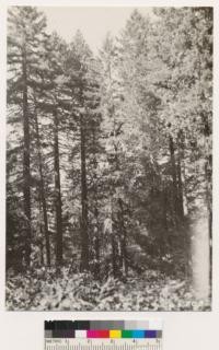 On grade into Martin's Ferry. Chinquapin (Castanopsis chrysophylla) an associate of Douglas fir. H.L. Person standing at base of Chinquapin 45" D.B.H. and 125 ft. high. An adjoining tree is 50 D.B.H. This photo shows height in relation to surrounding Douglas fir. No. 265709 is a closer view