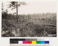 Same location as Photo # 302494 looking southwest at formation of Arctostaphylos silvicola associated with Adenostoma fasciculatum and Ceanothus cuneatus. Note A. silvicola in foreground killed outright by fire