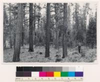 1.5 miles SE of summit Lake. Old growth - young growth (31) stand of Ponderosa pine- Jeffrey pine. Assoc spp. Abies concolor, Ceanothus prostratus, Ceanothus velutinus, Arctostaphylos patula, Chrysothamnus bloomeri. Shasta County