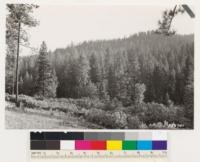 One quarter mile west of national forest boundary on Groveland-Yosemite highway. Looking south. Shows young growth stands of Ponderosa and Sugar pine and Incense cedar. Chaparral shrubs chiefly Arctostaphylos viscida