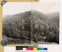 Cahill Ridge. Panorama looking southwest and south toward Ox Hill. Shows Douglas fir and coast live oak- California laurel-madrone woodland