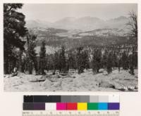 Foxtail pine and Foxtail pine-Lodgepole pine types in Wright and Wallace Creeks. Meadow alog bottomland of Wright Creek. Foxtail pine in foreground