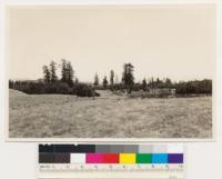 Pine Mt. area east of Cloverdale. Remnant sugar pine associated with Arctostaphylos manzanita and Quercus kelloggii. Sonoma County