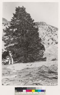 Carson Quadrangle, Nevada. Isolated Pinus contorta var. murrayana in Pinon-Juniper-Sage type on Gieger Grade in Virginia City Range. Others in this species found no nearer than a dozen miles away on Mt. Rose Range