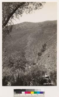 Looking north across Yuba River at chamise area. Vegetation on north slope in foreground consists of trees: Black, Canyon, and Interior live oak, Buckeye, Digger pine and Ponderosa pine. Shrubs: Arctostaphylos viscida, Photinia arbutifolia, Rhamnus californica tomentella, Rhamnus crocea, Rhus diversiloba, Styrax officinalis californica