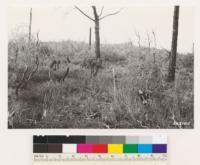 Serpentine area SW of Grass Valley. Point south of road. 1934 or 1935 burn. Note regeneration of Quercus wislizenii, Photinia arbutifolia, Quercus garryana breweri. Note Arctostaphylos viscida seedlings.. Dense ground cover of Ceanothus lemmonii. Fremontii californica in near vicinity. Nevada Co