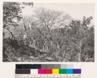 Point on ridge west of Timber Ridge. Clump of Quercus garryana in woodland type of Quercus agrifolia and Umbellularia californica on NE slope. Stems 2 to 4 inches in diameter and 10 to 18 ft. high. See Hendrix specimen # 728 Quercus durata in near vicinity. Santa Clara County