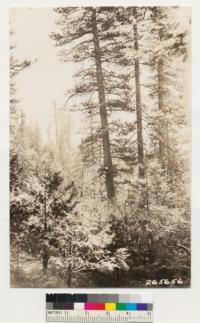 Same locality as #265655 but southerly slope. Selectively logged Ponderosa pine, White fir, Incense cedar type. Ceanothus integerrimus and Chamaebatia foliolosa present