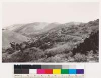 Looking down Temblor Creek drainage. Note formation of juniper, Quercus dumosa and Stenotopsis linearifolious interior. Kern County