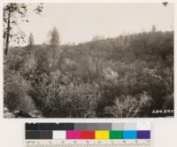 Looking southeast at north slope of dense woodland type in Aiken soil below 500 feet in elevation. Near Wyandotte, Butte County. Dominants are Quercus kelloggii with scattering ponderosa and Digger pines. Arctostaphylos viscida is common. Same as photo No. 284295