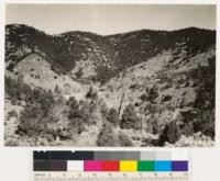 Kern County. Looking north at chaparral like woodland of Quercus chrysolepis most of which is approximately 12 feet high. Following associates: Quercus wislizenii, Chrysothamnus nauseosus viscidiflorus, Eriogonum fasciculatum, Ephedra sp. Note Jeffrey pine stands toward ridge summit. Trees in foreground are Digger pines