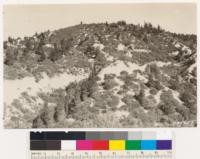 (See Plot #20 McCormick). Looking north at south slope of chamise-Arctostaphylos tomentosa type. Note frequency of Knobcone pine also occasional Coulter pine: compare with burned area Plunge Creek fire just below