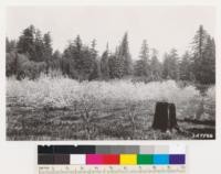 Apple orchard on Bonnie Doone Ridge planted on redwood land which was cleared in 1860's. Note relict redwood type in background. Note redwood stump in right foreground