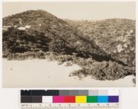 Looking north 15 degees east. Foreground mixed chaparral type. Note the isolated WF above the canyon oak; also clumps of Quercus chrysolepis in the chaparral type and black oak woodland with scattering WF at top of ridge. Quercus chrysolepis type below and to the left of high point