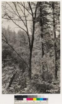 Interior views of white fir, bigcone spruce type. Associates: coast live and canyon oak, north slope of Boucher Hill. Understory species:Ceanothus spinosus palmeri, Rhus diversiloba, Ceanothus oliganthus and Symphoricarpos sp.. Same as 265845