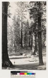 View of Sequoia gigantea stands. Note Dr. Von Ciriacy in picture. Sugar pine and White pine