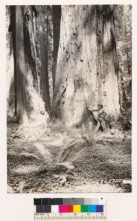 Redwood type- Bull Creek Flat. T. R. Littlefield in picture. Ground cover: Polystichum sp. and Oxalis oregona