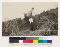 Taken of a brush Plot No. 2 on a shoulder of Pine Mt. Handkerchief on a chamise bush in foreground. Chamise in foreground. Brush on plot stunted in appearance