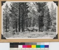 Closeup of second growth Jeffrey pine, Abies concolor, same location as # 208. Notice old stumps cut 60 years ago. Brush species = Arctostaphylos patula, Ceanothus cordulatus, Purshia tridentata