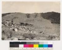 Tulare County. Looking northeast. Pinon-pine type replaced by low sagebrush consisting of Eriogonum baileyi and deflexum with scattered Chrysothamnus nauseosus, Ceanothus greggii and bush lupine