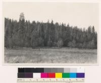 Along Minerville- Trinity Center road. Dense old growth-young growth (321) stands of ponderosa pine - douglas fir-sugar pine. Trinity County