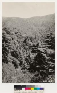 Looking southeast toward north slope of Mill Creek. Last fire 1917 destroyed most of the Douglas fir. Present type brush, redwood, and Woodland (madrone and coast live oak)