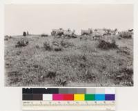 Mather Bros. Ranch. Shows timber sites cleared of interior live oak by cutting for cordwood followed by goat grazing. Note oak stumps and remnant pines. El Dorado Co