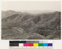 Looking north from point on road near Little Pine Mountain. Note relict Coulter pine and bigcone spruce (both snags and live trees) in chaparral type of chamise, Ceanothus cuneatus and Quercus dumosa. Hardwoods in canyon are coast and canyon live oaks. Area burned in 1923