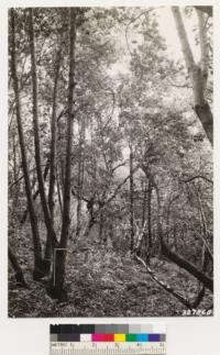 From point on John Brown road. Interior view of California laurel woodland. Occasional coast live oak and madrone. Understory species: Rhus diversiloba, Aspidium sp., Symphoricarpos mollis, Holodiscus discolor, Corylus rostrata