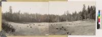 Panorama of an irrigated pasture at Strawberry, Yuba County. The forest consists of Sugar pine, Douglas fir, and white fir, with some ponderosa pine