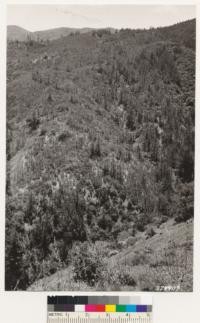 Looking south from ridge 4 miles southwest of Bald Mt. Remnant Cupressus sargentii var. duttonii area on north face. Note that part of it has been burned but is coming back through the chamise. Assoc. species: Arctostaphylos glauca, Plot 687