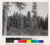 Beside dirt road 3.5 miles NW of McCloud. Knobcone pine type in noncommercial area. Small stand of trees in background have diameters from 2 to 8". KP in left foreground is 21 " DBH. Soil sandy, rocky and from lava origin. Possible that in future, this area may support commercial conifers. Assoc. sp.: brush understory, Arctostaphylos patula, Ceanothus velutinus, some Prunus emarginata. Some occasional black oak