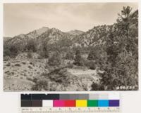 Looking east at Pinon with Cercocarpus betulaefolius, occasional Arctostaphylos parryana, Juniperus californica and Chrysothamnus nauseosus