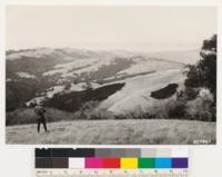 Looking west from point on Black Mountains shows grassland areas typical of this section of Santa Cruz range. Woodland patches composed of coast and interior live oaks, California laurel and madrone. Note chamise patches and California buckeye in foreground