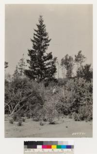 Thrifty Douglas fir tree growing in a chaparral area (Mixed chaparral type) consisting of Pickeringia montana,Arctostaphylos tomentosa and sensitiva, Adenostoma fasciculatum, Castanopsis chrysophylla var. minor, Quercus wislizenii frutescens. Other conifers are knobcone pine