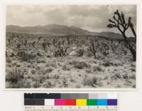 Lanfair Valley. Yucca brevifolia-desert types. New York Mountains in background have singleleaf pinon and Utah juniper. San Bernadino County