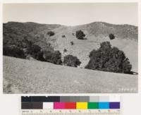 Looking NW; shows chamise, sagebrush and grass types. Sagebrush species: Salvia leucophylla and mellifera. Trees are coast live oak