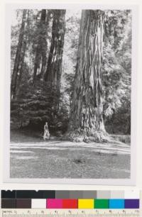 Big Basin Redwoods State Park Headquarters. Old growth redwood. H.L. Baker in picture. County: Santa Cruz. Map Ref.: Santa Cruz Mt. Unit