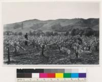 1 mi. E. Calpella, along Ukiah-Lakeport road. Vineyards-illustrating one segregation of cultivated lands on aerial photos. Mendocino County